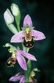Ophrys abeille-1
