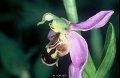 Ophrys abeille-3